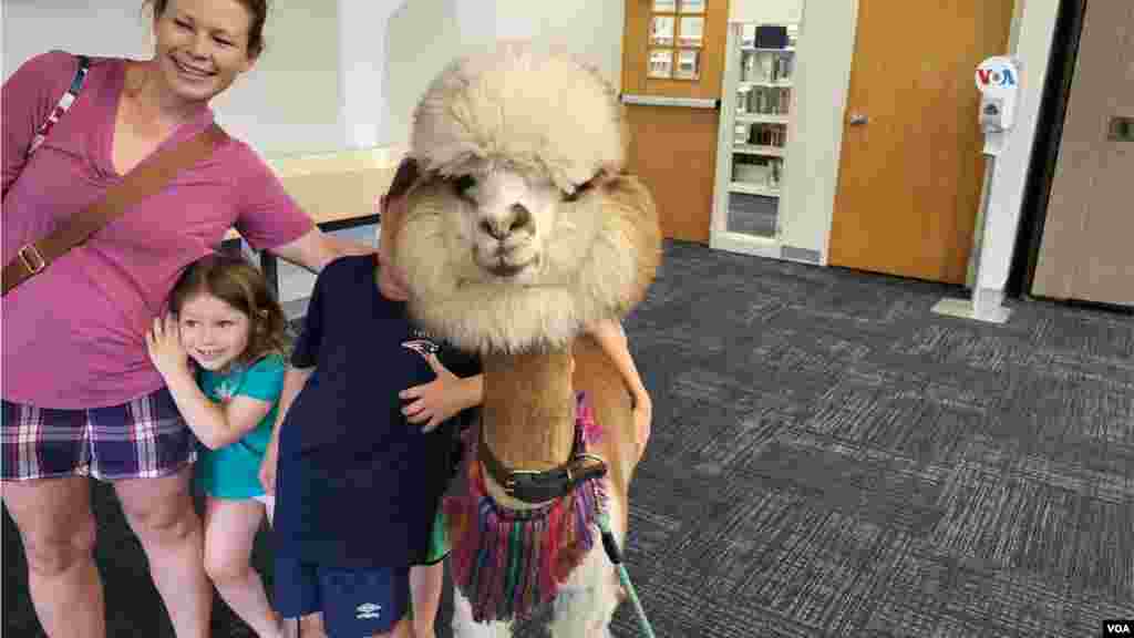 Estas alpacas forman parte de la familia de MypetAlpaca.com, un emprendimiento local que busca promover el origen de estos animales y lo amistosas que pueden ser al ser criadas como mascotas.&nbsp;