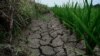 中国多数地区预测七月将遇超长热害，极端天气威胁粮食生产