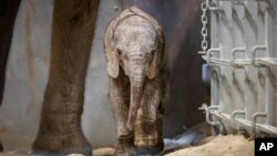 This photo provided by the Fresno Chaffee Zoo shows a newborn African elephant that was born Aug. 26, 2024, at the Fresno Chaffee Zoo in Fresno, Calif. 