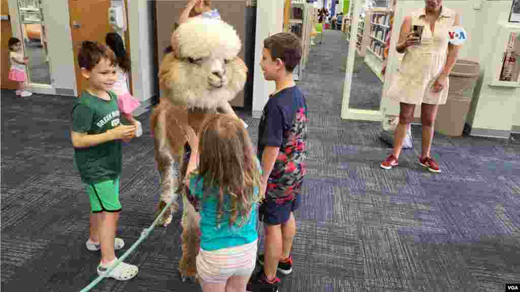 Las alpacas pueden llegar a ser tan grandes como un gran danés, pero mucho más delgadas. Las alpacas son notablemente más pequeñas que las llamas.&nbsp;