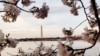 Los cerezos han comenzado su floración y miles de visitantes se aglomeran en los alredesores del estanque Tidal Basin cerda de los monumento a Thomas Jefferson y George Washongton para disfrutar del espectáulo natural. [Foto: Tomás Guevara, VOA]