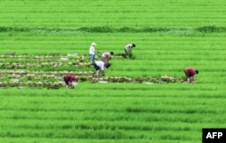 這張拍攝於2023年6月27日的空拍照片顯示，農民在中國江蘇省海安市的稻田裡工作。 （法新社）