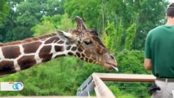 El zoológico como respuesta a la irreparable extinción de las especies