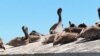 California, endangered pelicans (Foto: AP)