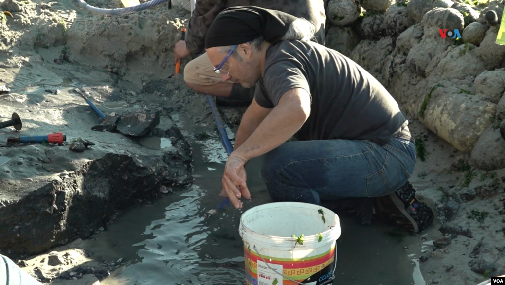 La pérdida de arena de la playa por la erosión ha permitido que broten estos restos resguardados por millones de años.