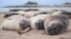 Study: Elephant Seals Sleep Only Two Hours a Day