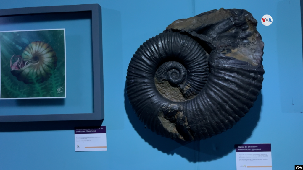 Una amonita, una criatura que habitó los mares desde el Devónico Medio hasta finales del Cretácico.&nbsp;