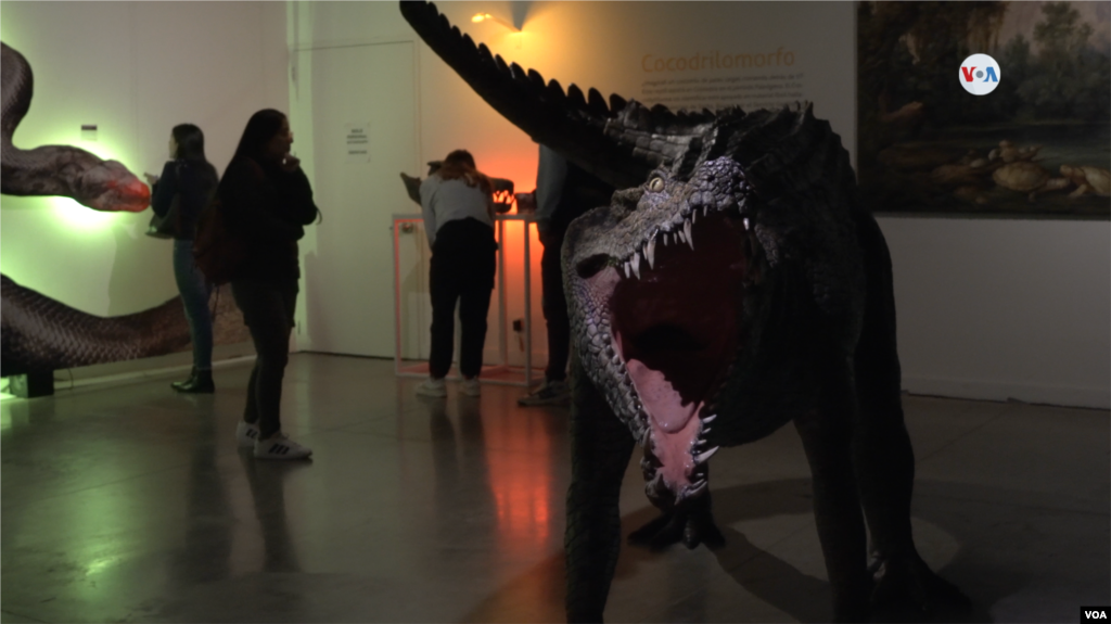 Una imagen de un Tiranosaurio en un segmento de la exposición donde se puede visualizar infografías de dinosaurios de Norteamérica.&nbsp;