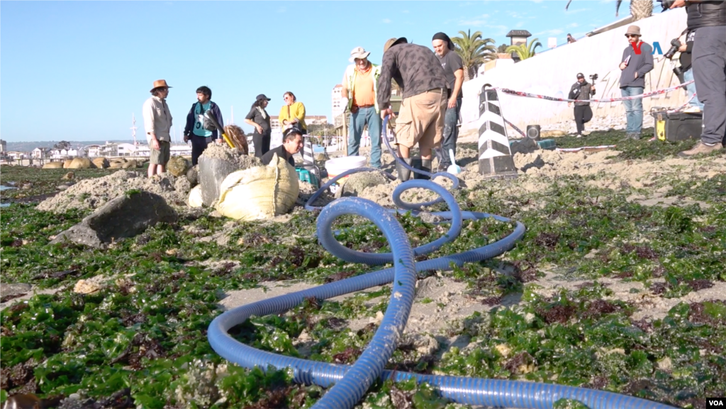 Paleontólogos y lugareños trabajando en la playa de Algarrobo.