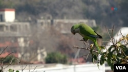 La cotorra argentina es una especie de la familia Psittacidae (loros o papagayos), que pulula en Chile, y es percibida como invasora en otras regiones alejadas de su territorio nativo en Argentina, como Brasil, Bolivia, Uruguay y Paraguay.