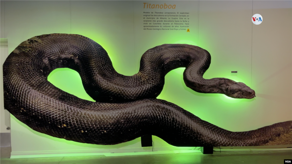Una imagen de la titanoboa, la serpiente más grande que ha existido y que recorrió los pantanos de América hace 60 millones de años.&nbsp;