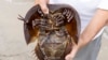 Horseshoe Crab Blood Harvest