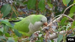 Su color verde claro las hace lucir hermosas, pero sus peculiares sonidos dejan atónitos a muchos de los vecinos de barrios de la capital de Chile, Santiago.