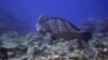 FILE - A bumphead parrotfish swims above corals on Moore Reef in Gunggandji Sea Country off the coast of Queensland in eastern Australia on Nov. 13, 2022. 