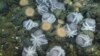 ภาพจากวิดีโอเมื่อปี 2019 จาก MBARI เผยให้เห็นหมึกในสวนปลาหมึกยักษ์ ใกล้กับ Davidson Seamount นอกชายฝั่งแคลิฟอร์เนีย ที่ความลึก 3,200 เมตรใต้ทะเล (MBARI/AP)