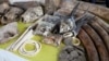 UN report: Illegal wildlife trafficking is stubbornly prevalent