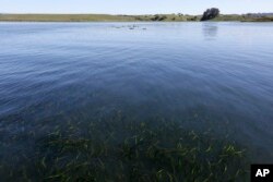 Dalam foto yang diambil Senin, 26 Maret 2018 ini, rumput belut dengan berang-berang laut terlihat di kejauhan di Elkhorn Slough, Moss Landing, California. (AP/Eric Risberg)