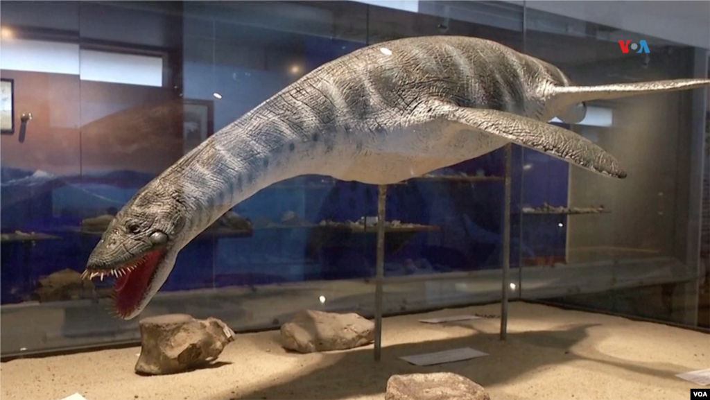 Cerca de 14 metros de largo y 2 toneladas de peso podían alcanzar algunas especies de elasmosaurios.