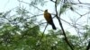 El cambio climático amenaza el 78 % de las especies de aves en Colombia