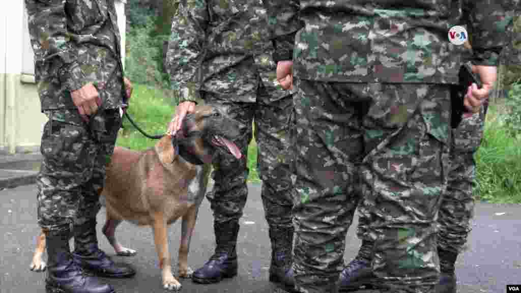 En los últimos años, las Fuerzas Militares de Colombia han apostado por razas como el pastor belga malinois. [Foto: Johan Reyes, VOA]. &nbsp;