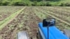 Venezuela: piden liberación de productores detenidos por deshacerse de parte de sus cosechas por falta de combustible