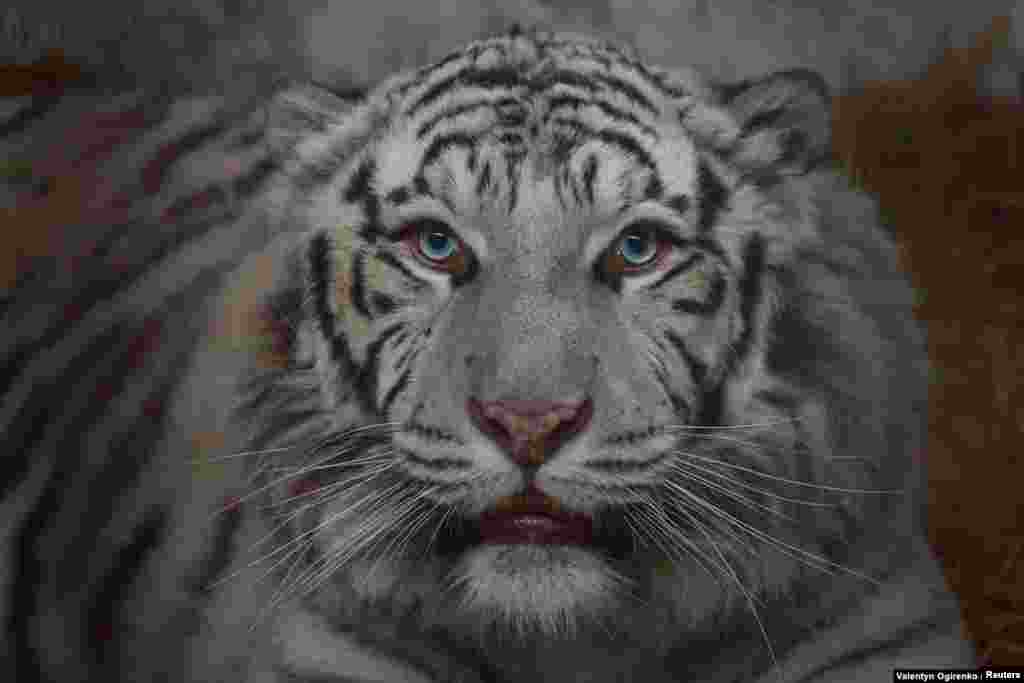  Un tigre blanco llamado Aleks es uno de los 27 animales que esperan ser evacuados a un lugar seguro del Centro de Rescate de Animales Salvajes en el pueblo de Chubynske, en la región de Kiev. Aleks fue rescatado por Natalya Popova, de 51 años, una economista sin experiencia veterinaria formal que rescata regularmente animales exóticos y mascotas que quedaron atrás o fueron abandonadas debido a la invasión de Rusia en Ucrania. &nbsp; 