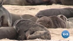 Poluição maritima ameaça vida animal na Namíbia