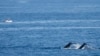 Whales swim past a fisherman standing in his boat at Boat Harbour north of Sydney, Australia, June 12, 2023. 