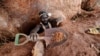 Seorang penambang emas ilegal berupaya keluar dari lubang tambang di Nsuaem-Top, Ghana, pada 24 November 2018. (Foto: Reuters/Zohra Bensemra)