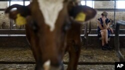 Halyna Borysenko espera para ordeñar vacas en la granja lechera KramAgroSvit en Dmytrivka, en la región de Donetsk, en el este de Ucrania, el miércoles 10 de agosto de 2022.
