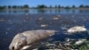 Germany: Poland Still Polluting Oder River That Led to Fish Die-off 