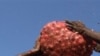 Inflation in Asia Reflects Rising Incomes, Falling Crop Production