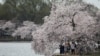 Người Mỹ và du khách nước ngoài tham quan hoa anh đào tại Tidal Basin, Washing ton D.C trong mùa dịch virus corona (ảnh chụp ngày 20/3/2020
