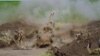 Використання українськими військовиками гаубиці M777, наданої США, 13 травня 2022. Фото, опубліковане Міноборони України у Twitter