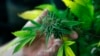 Israel exportará marihuana para uso medicinal