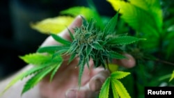 Las acciones de las compañías de cannabis aumentaron en un 10 por ciento en Israel al saberse la noticia.