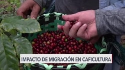 Caficultores hondureños temen impacto de migración irregular