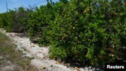 Abril 1, 2020 - Naranjas maduras o podridas debido a la falta de trabajadores para recoger la cosecha, en una granja de Lake Wales, Florida.