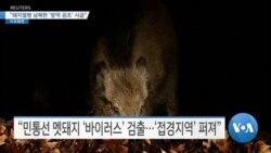 [VOA 뉴스] “돼지열병 남북한 ‘방역 공조’ 시급”