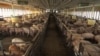 North Carolina hog farmer James Lamb built two industrial-scale barns which can each hold 1,500 animals at a time. (VOA/S. Baragona) 
