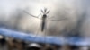 Kamfanin Google Da UNICEF Zasu Kera Manhajar Kwamfuta Mai Gano Wuraren Da Cutar Zika Ke Cigaba Da Bazuwa