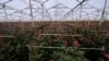 A pocos días de San Valentín, disputa comercial con Colombia amenaza importación de flores en EEUU