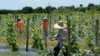 Campesinos indocumentados en sur de Florida, "muy asustados" ante políticas migratorias de Trump