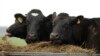 FILE - Dairy cows eat hay after milking on a farm near Oxford, New Zealand, Oct. 8, 2018. New Zealand expects a trade deal with the European UNion to benefit its dairy and other industries. 