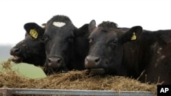 FILE - Dairy cows eat hay after milking on a farm near Oxford, New Zealand, Oct. 8, 2018. New Zealand expects a trade deal with the European UNion to benefit its dairy and other industries. 