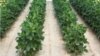 FILE - Soybean plants that were grown from soybean seeds genetically engineered to resist a common weed killer in an undated photo released by Dow AgroSciences.