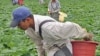 A farm worker picks squash in Virginia.