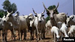 Shanun Fulani.