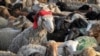 Azərbaycanda Qurban Bayramı başlayır, 4 gün iş olmayacaq 