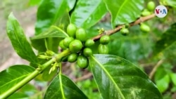 El auge del turismo cafetero en Colombia